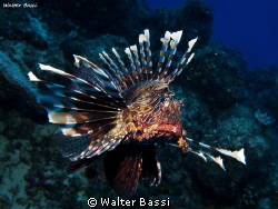 Pterois miles by Walter Bassi 